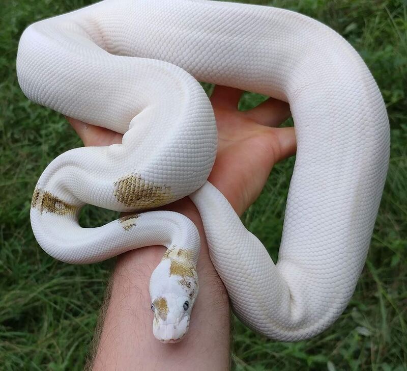 Ball Pythons
