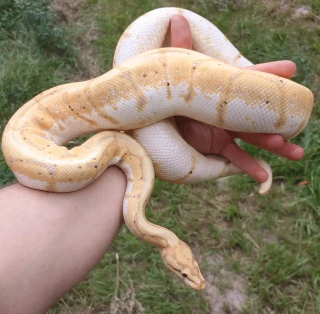 Banana Spider Ball Python Female 1537g