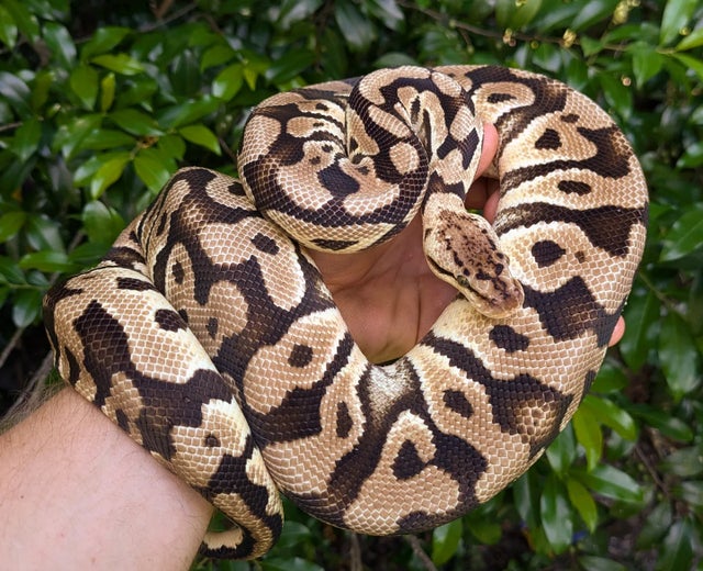 Pastel Crypton Ball Python Male 1182g