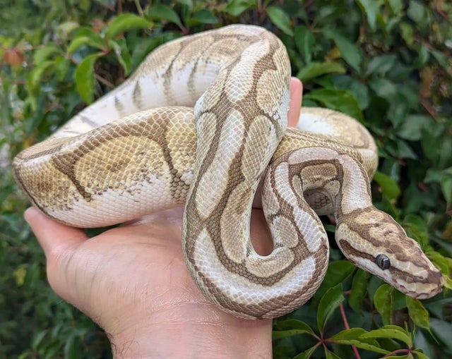 Butter Spider Ball Python Male 757g 

Does have Wobble!