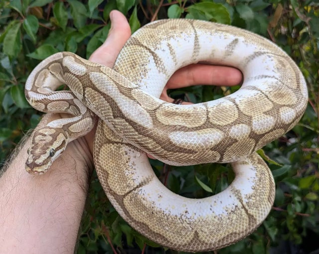 Butter Spider Ball Python Male 757g 

Does have Wobble!