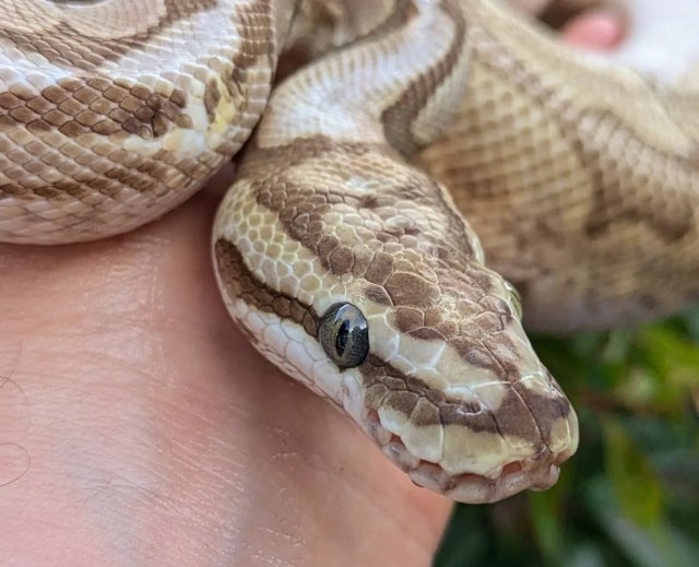 Butter Spider Ball Python Male 757g 

Does have Wobble!