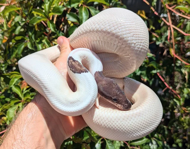Black Pastel Pied Ball Python Male 657g