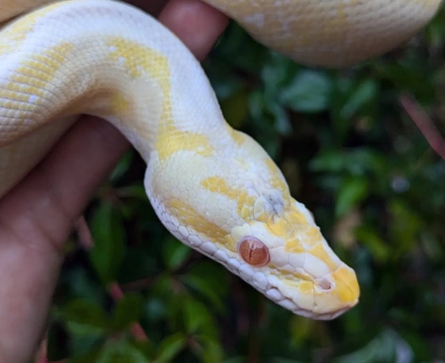 Albino Spider Possible Mahogany Ball Python Male 909g