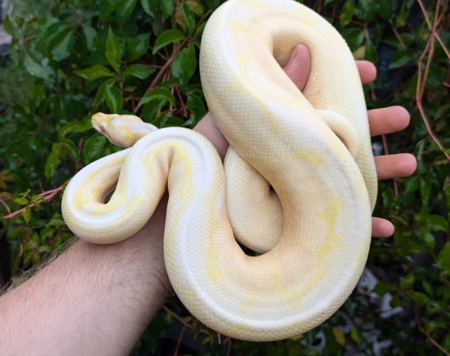 Albino Spider Possible Mahogany Ball Python Male 909g