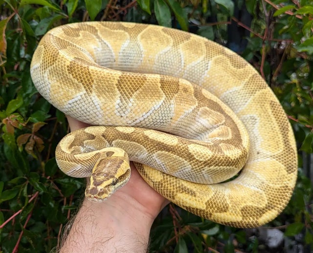 Butter Enchi Asphalt Ball Python Male 1056 grams