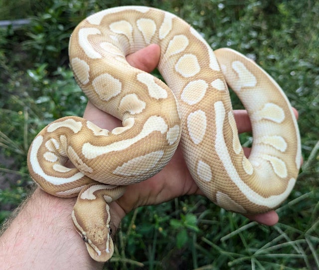 Banana Lesser Ball Python Female Maker Male 520g