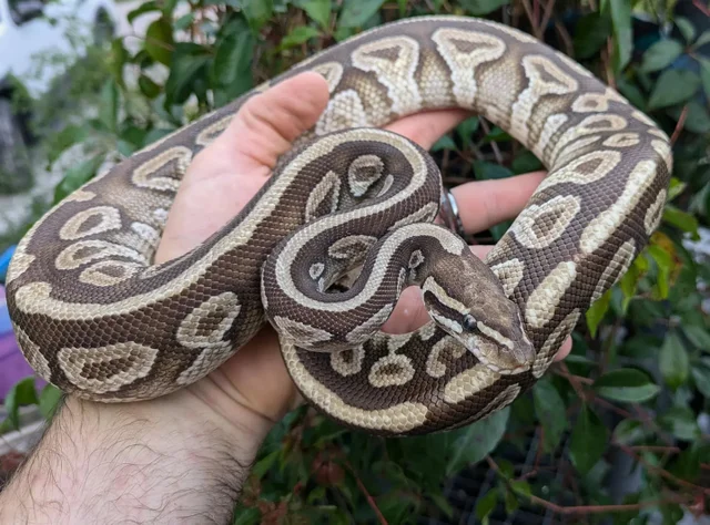 Mojave Spotnose Ball Python Male 685g