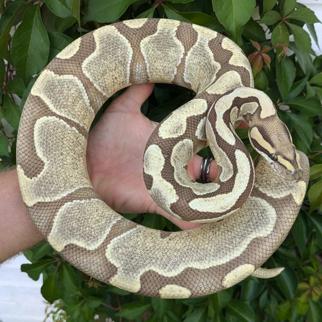 Enchi Desert Ghost Ball Python Male 1123g