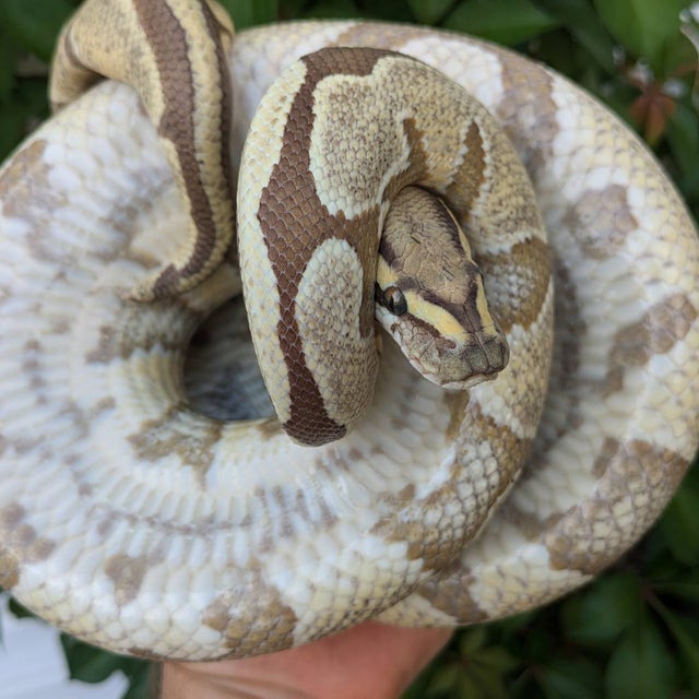 Enchi Desert Ghost Ball Python Male 1123g