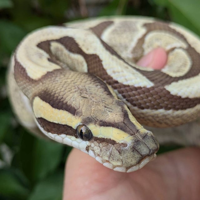 Enchi Desert Ghost Ball Python Male 1123g