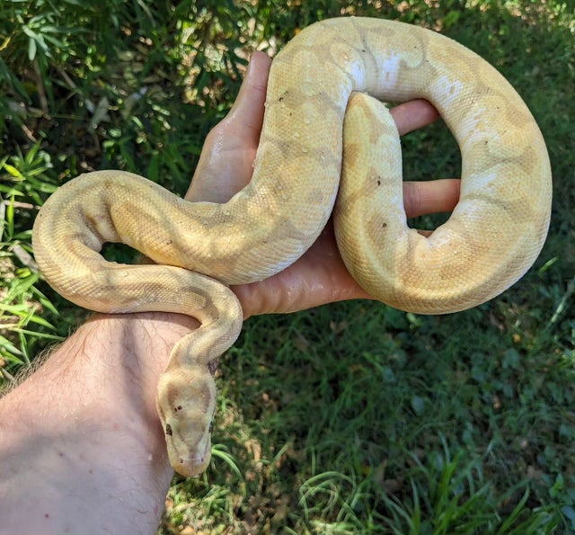 Banana Enchi Hidden Gene Woma Ball Python Male 899g