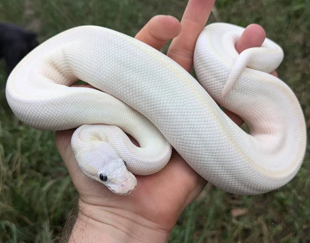 Mocha Mojave Possible Yellowbelly Ball Python Male 419g