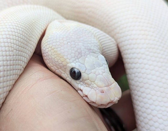 Mocha Mojave Possible Yellowbelly Ball Python Male 419g