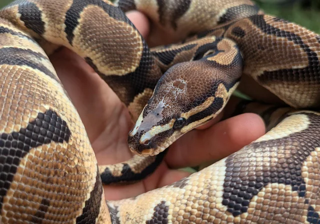 Microscale Ball Python Male 814g One Small eye