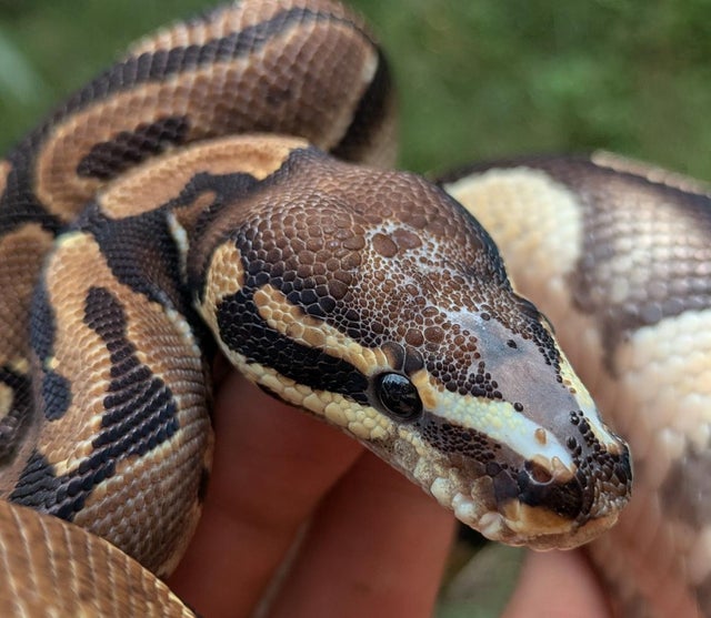 Microscale Ball Python Male 814g One Small eye