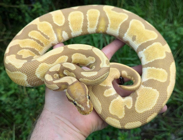 Ultramel 100% Het Pied Ball Python Male 625g