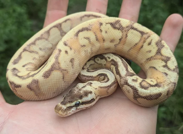Pastel Enchi Lucifer Yellowbelly Hidden Gene Woma Possible Coffee Fader Ball Python Male 84g