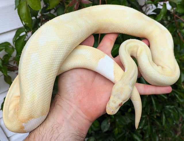 Albino Pied Ball Python Male 925g