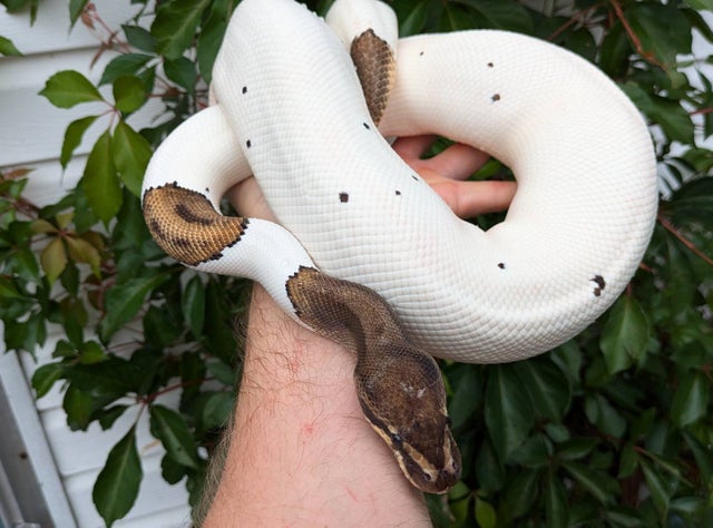 Speckled Pied Ball Python Male 1631g