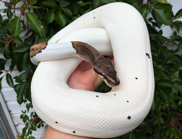 Speckled Pied Ball Python Male 1631g