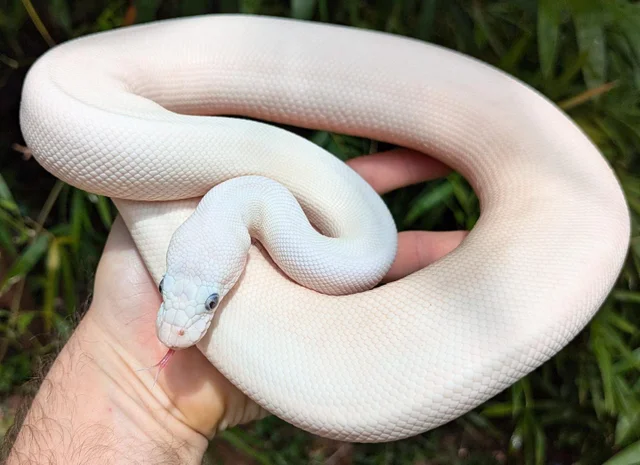 Super Butter Ball Python Male 856g Buggy Eyes!