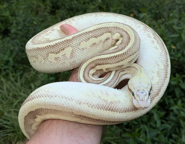 Super Pastel Leopard Lesser Orange Dream Ball Python Male 1127g