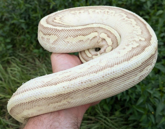 Super Pastel Leopard Lesser Orange Dream Ball Python Male 1127g