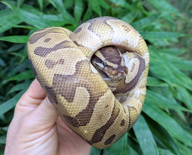 Mojave Enchi Acid Ball Python Male 420g