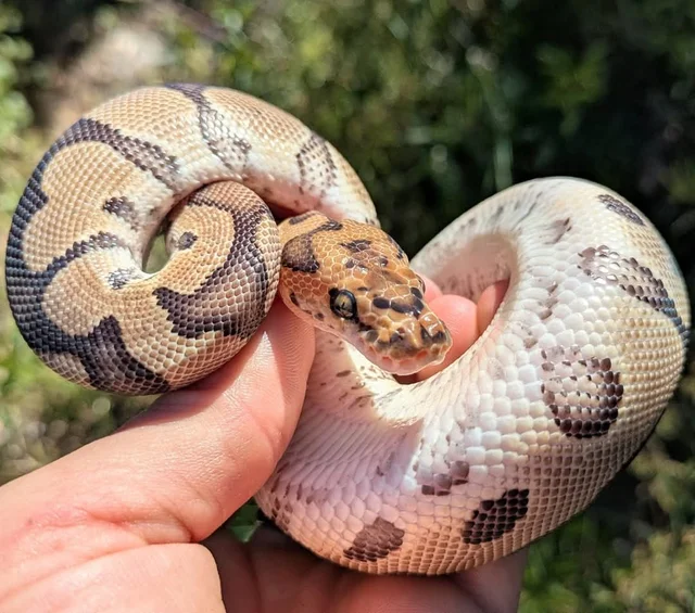 Clown 100% Het Desert Ghost Ball Python Male 184g
