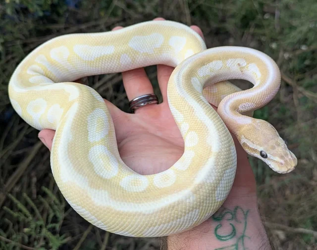 Crystal Spotnose Ball Python Male 369g