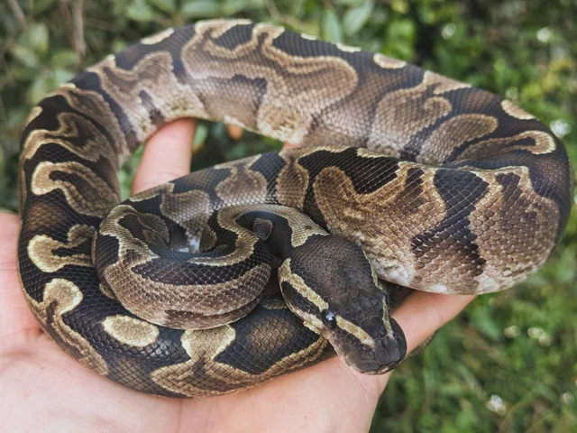 GHI Ball Python Male 346g