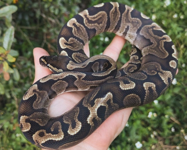 GHI Ball Python Male 346g