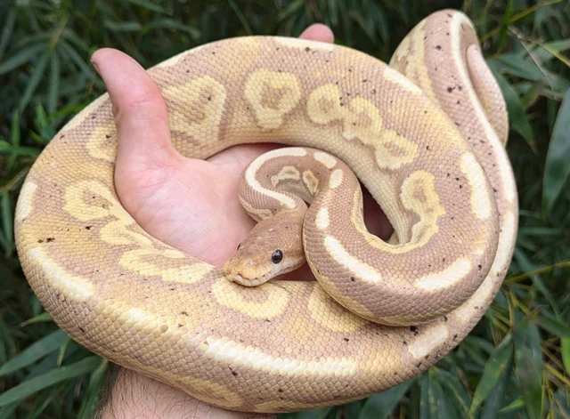 Banana Black Pastel Het Red Axanthic Ball Python Male 951g