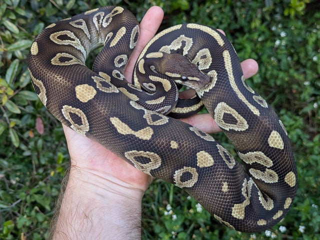 Mojave Cocoa Ball Python Male 804g
