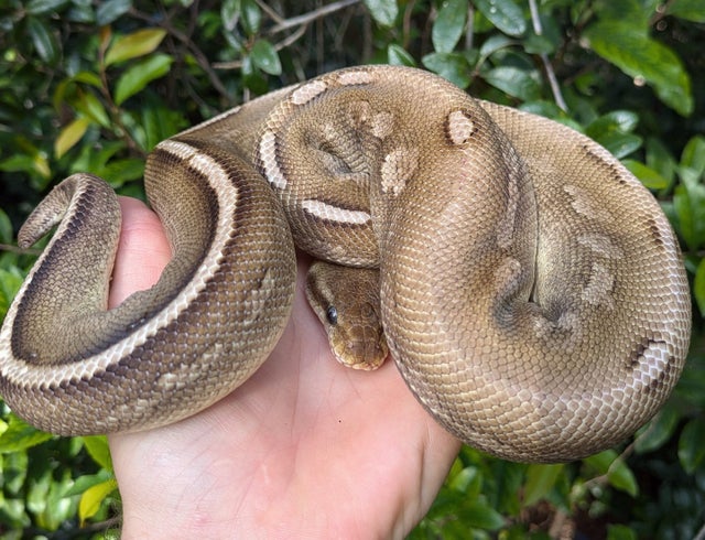 Pastel Mojave Cinnamon Cocoa Ball Python Male 742g