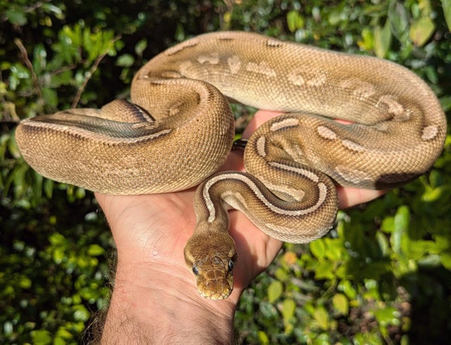 Pastel Mojave Cinnamon Cocoa Ball Python Male 742g
