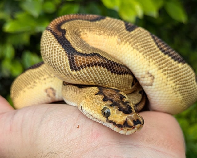 Enchi Orange Dream Clown Ball Python Male 242g