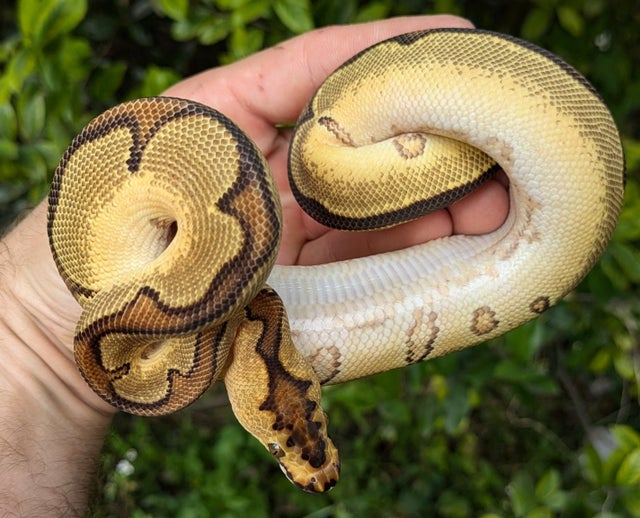Enchi Orange Dream Clown Ball Python Male 242g