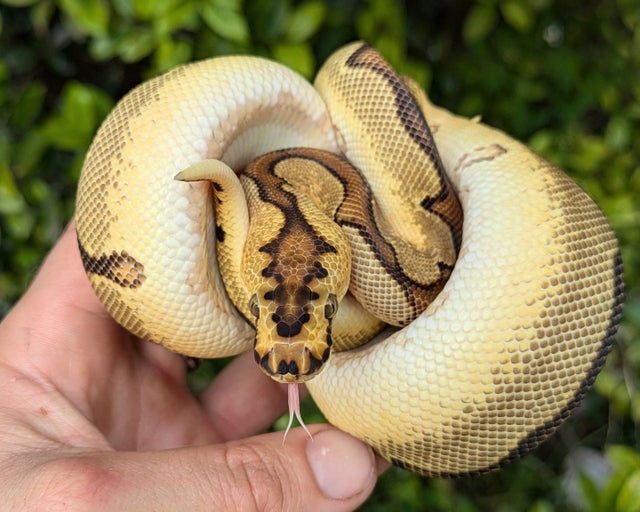 Enchi Orange Dream Clown Ball Python Male 242g