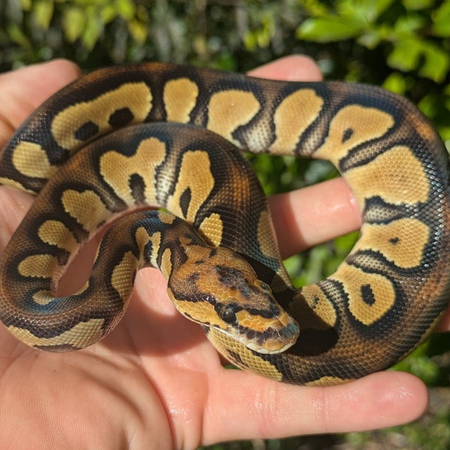 Raven Clown Ball Python Male 145g