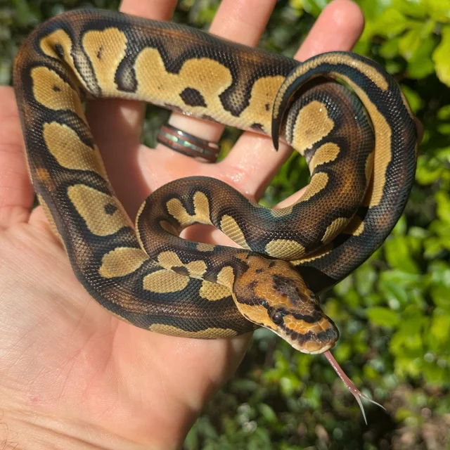 Raven Clown Ball Python Male 145g