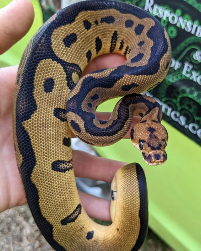Leopard Clown Ball Python Male 174g