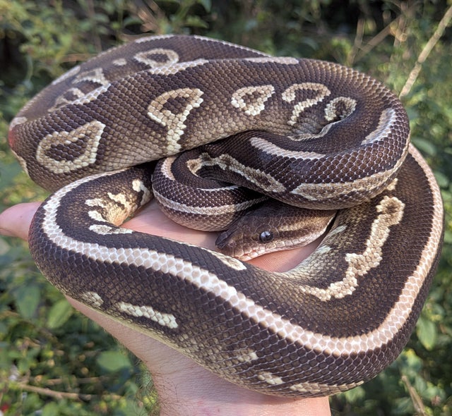 Mojave Cinnamon Cocoa Ball Python Male 752g