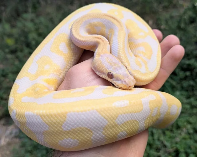 Leopard Lavender Albino Ball Python Male 366g
