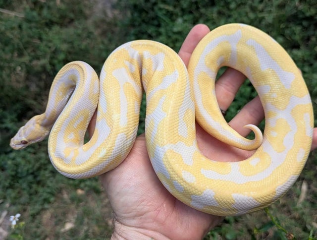 Leopard Lavender Albino Ball Python Male 366g