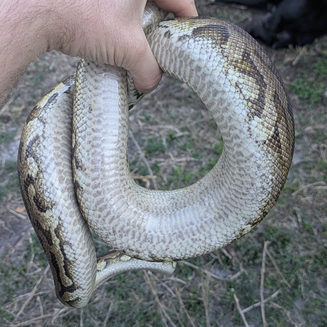 Pewter Yellowbelly possible Leopard Ball Python Male 1347g