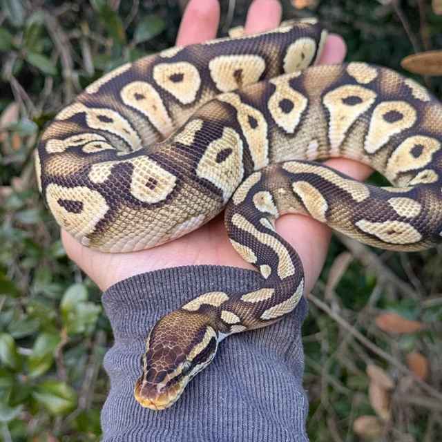 Pastel Mystic Ball Python Male 388g