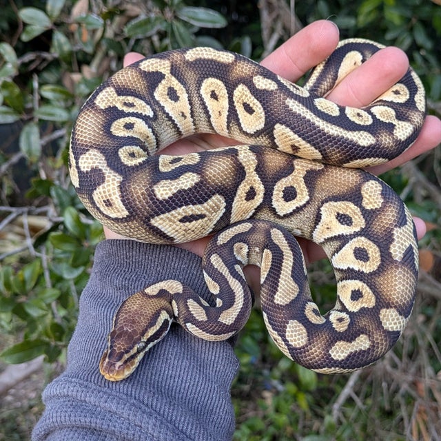 Pastel Mystic Ball Python Male 388g