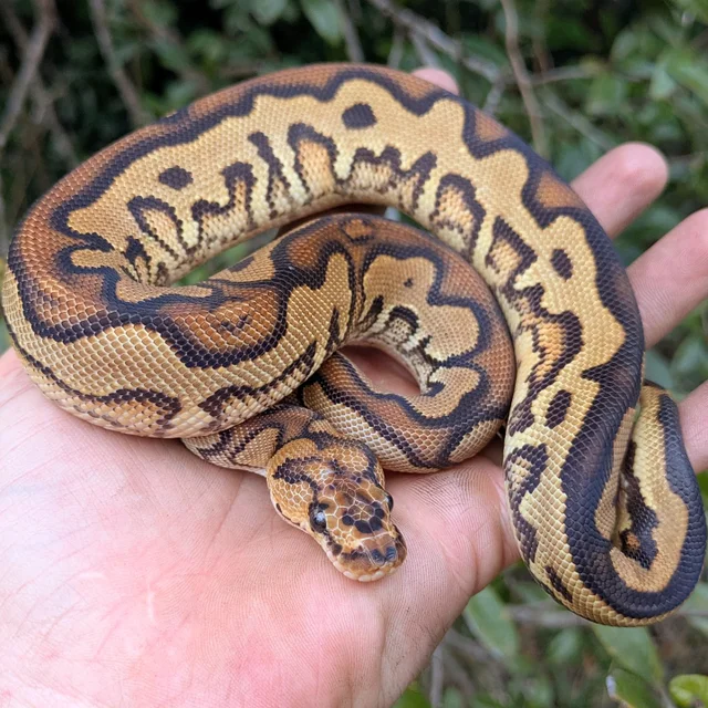 Leopard Yellowbelly Clown Ball Python Male 283g